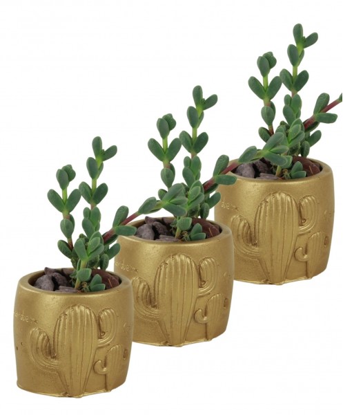 Mini Çiçek Saksı Küçük Sukulent Altın Kaktüs Saksısı 3lü Set Kaktüs Desenli Model